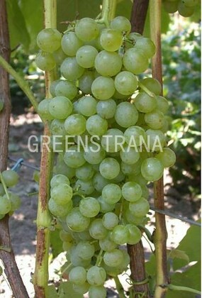 Виноград Лира (Vitis 'Lira')