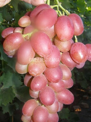 Виноград Рубиновый Юбилей (Vitis 'Rubinovy Yubiley')