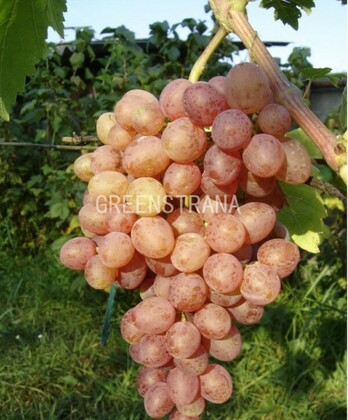 Виноград Кишмиш Находка (Vitis 'Kishmish Nakhodka')