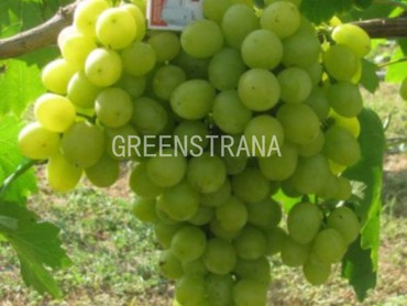 Виноград Пугля (Vitis 'Puglya')