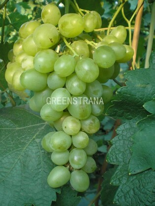 Виноград Ахиллес (Vitis 'Achilles')