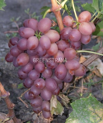 Виноград Сокол (Vitis 'Sokol')