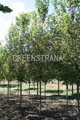 Клен Фримана Армстронг (Acer x freemanii 'Armstrong')