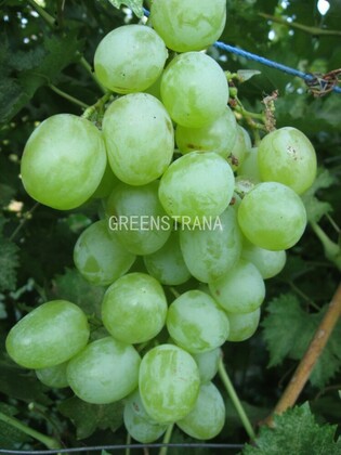 Виноград Княгиня Ольга (Vitis 'Knyaginya Olga')
