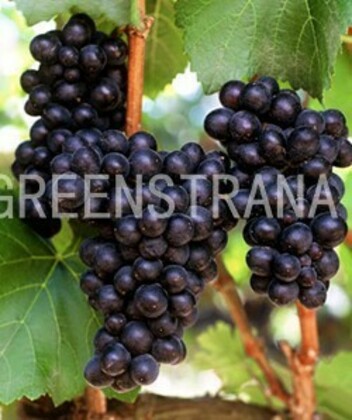 Виноград Пино черный (Vitis 'Pinot Noir')