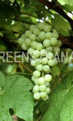 Виноград Химрод (Vitis 'Himrod')