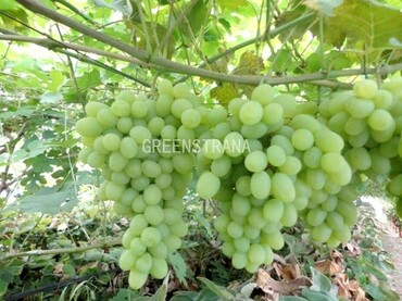 Виноград Вега (Vitis 'Vega')