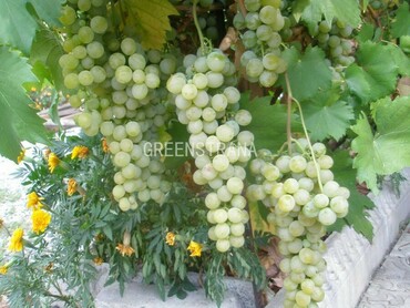 Виноград Мускат Голодриги (Vitis 'Muskat Golodrigi')