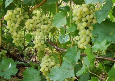 Виноград Плевен (Vitis 'Pleven')