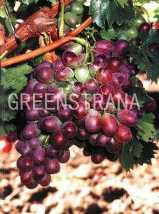 Виноград 199-206 (Vitis '199-206')