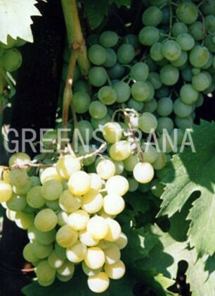 Виноград Белая красавица (Vitis 'Belaya Krasavitsa')