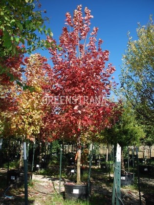 Клен Фримана Отум Блейз (Acer x freemanii 'Autumn Blaze')