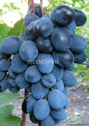 Виноград Махаон (Vitis 'Makhaon')