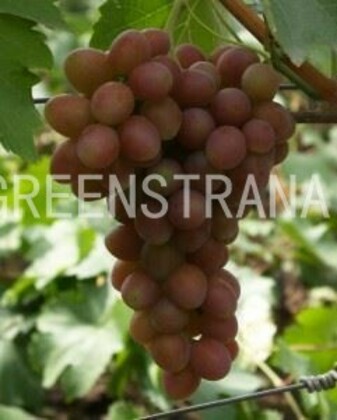 Виноград Одиссей (Vitis 'Odissey')