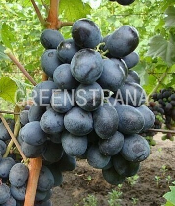 Виноград Руслан (Vitis 'Ruslan')
