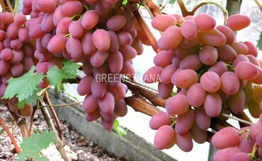 Виноград Гелиос (Vitis 'Gelios')