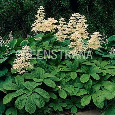 Роджерсия конскокаштанолистная (Rodgersia aesculifolia)
