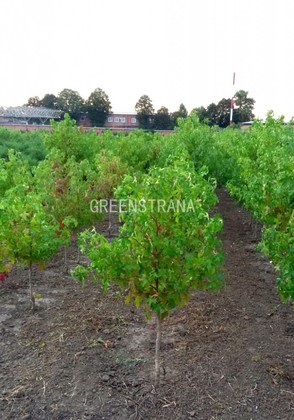 Клен полевой (Acer campestre)