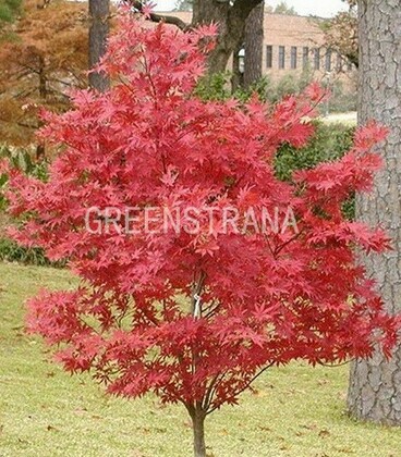 Клен пальмолистный Атропурпуреум (Acer palmatum 'Atropurpureum')