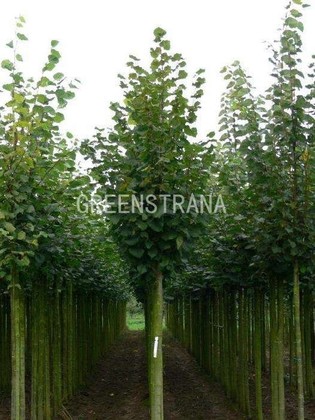 Липа крупнолистная Рубра (Tilia platyphyllos 'Rubra')