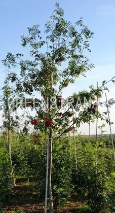 Рябина обыкновенная Эдулис (Sorbus aucuparia 'Edulis')