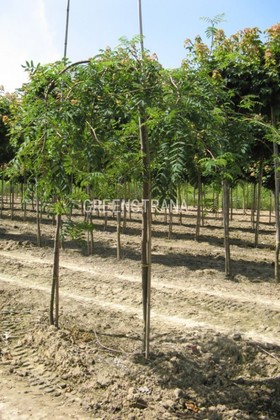 Рябина обыкновенная Пендула (Sorbus aucuparia 'Pendula')