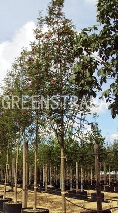 Рябина обыкновенная Шируотер Сидлинг (Sorbus aucuparia 'Sheerwater Seedling')