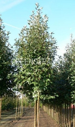 Рябина круглолистная Магнифика (Sorbus aria 'Magnifica')