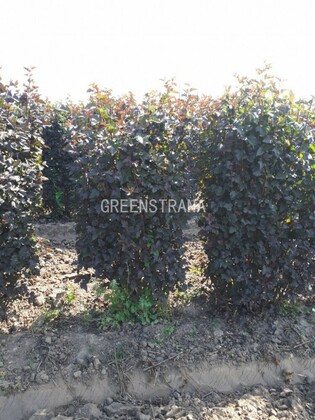 Пузыреплодник калинолистный Диабло (Physocarpus opulifolius 'Diablo')