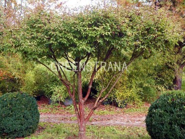 Ирга канадская (Amelanchier canadensis)