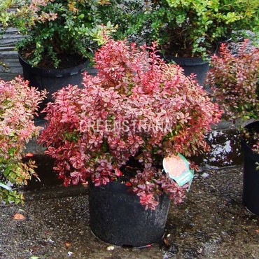 Барбарис Тунберга Атропурпуреа (Berberis thunbergii 'Atropurpurea')