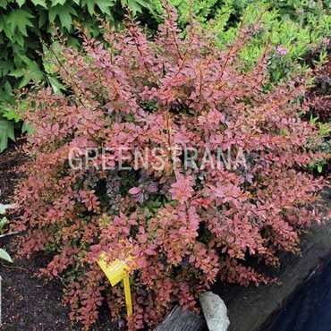 Барбарис Тунберга Голден Ринг (Berberis thunbergii 'Golden Ring')