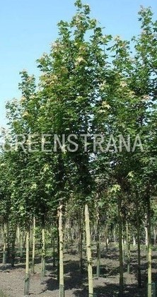 Рябина промежуточная Брауэрс (Sorbus intermedia 'Brouwers')