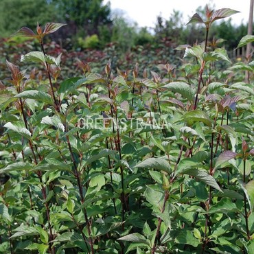 Дерен белый Кессельринги (Cornus alba 'Kesselringii')