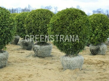 Туя западная Брабант (Thuja occidentalis 'Brabant')