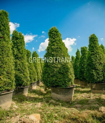 Туя западная Смарагд (Thuja occidentalis 'Smaragd') (пирамида)