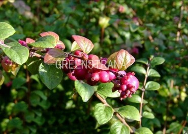 Снежноягодник Хеноульта Хэнкок (Symphoricarpos x chenaultii 'Hancock')