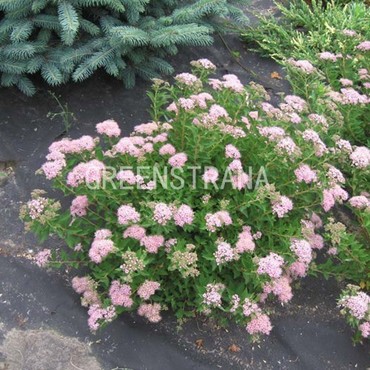 Спирея японская Джапаниз Дворф (Spiraea japonica 'Japanese Dwarf')