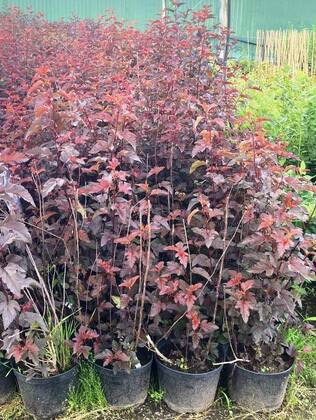 Пузыреплодник калинолистный Андре (Physocarpus opulifolius 'Andre')