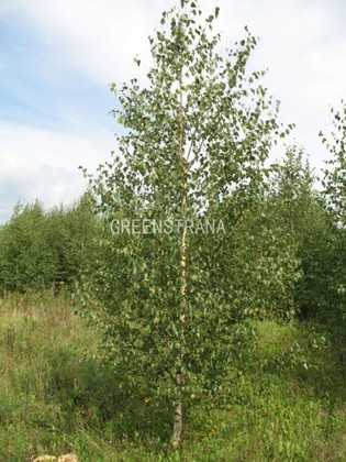 Береза бородавчатая (Betula pendula)