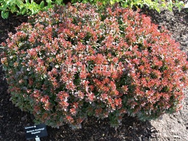 Барбарис Тунберга Багатель (Berberis thunbergii 'Bagatelle')