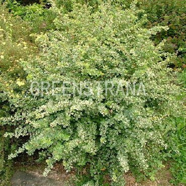Барбарис Тунберга Грин Орнамент (Berberis thunbergii 'Green Ornament')