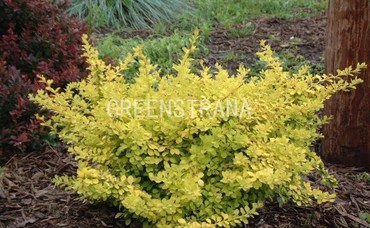 Барбарис Тунберга Сенсейшн (Berberis thunbergii 'Sensation')