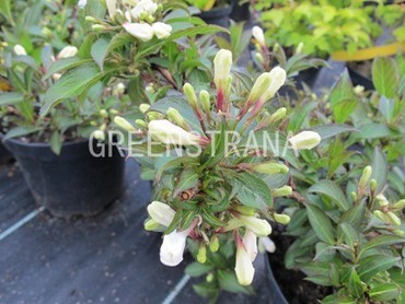 Вейгела цветущая Блэк энд Вайт (Weigela florida 'Black and White')