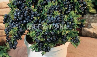 Голубика садовая Бригитта Блю (Vaccinium corymbosum 'Brigitta Blue')