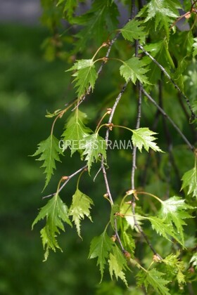 Береза повислая Криспа (Betula pendula 'Crispa')
