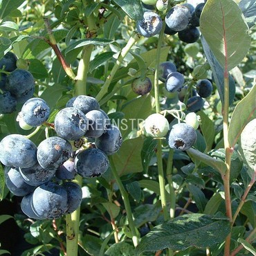 Голубика садовая Голдтраубе (Vaccinium corymbosum 'Goldtraube')