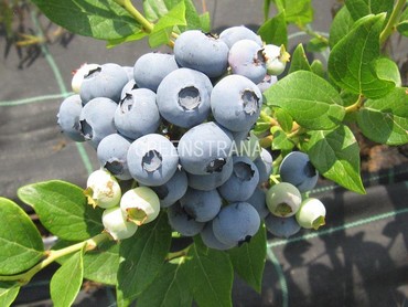 Голубика садовая Дюк (Vaccinium corymbosum 'Duke')