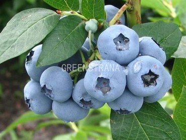 Голубика садовая Элизабет (Vaccinium corymbosum 'Elizabeth')