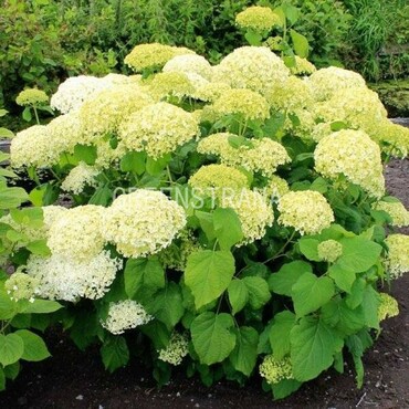 Гортензия древовидная Баунти (Hydrangea arborescens 'Bounty')